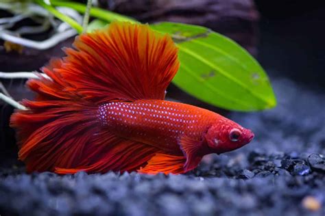 The Price of Serenity: Exploring the Cost of Bringing a Betta Fish .